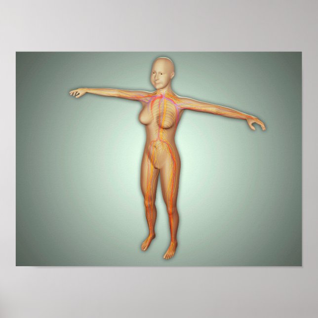 Arterien, Venen und Nervensystem Poster (Vorne)