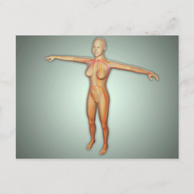 Arterien, Venen und Nervensystem Postkarte (Vorderseite)