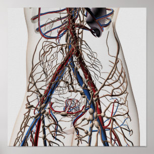Arteries, Veins, And Lymphatic System 4 Poster