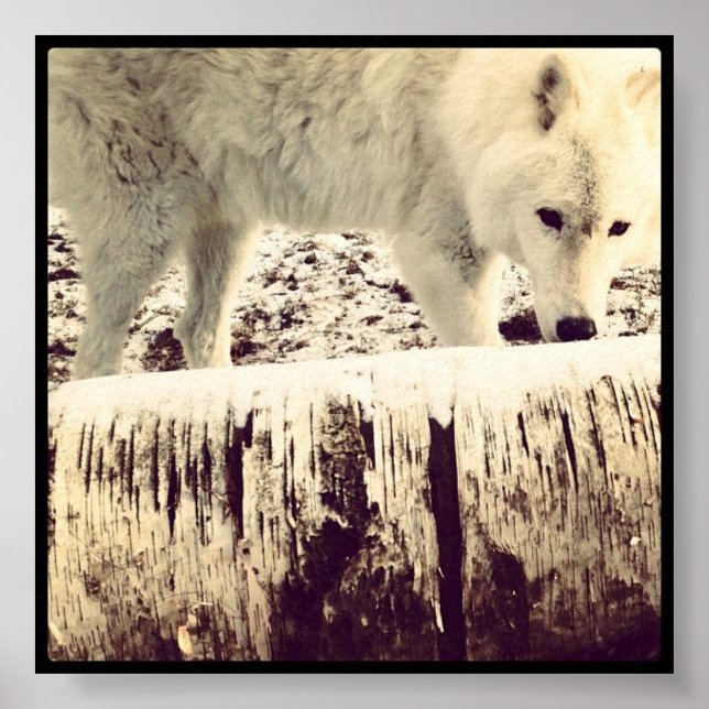 Arthur der Wolf Poster (Vorne)