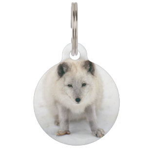 Artic Fox Haustiermarke