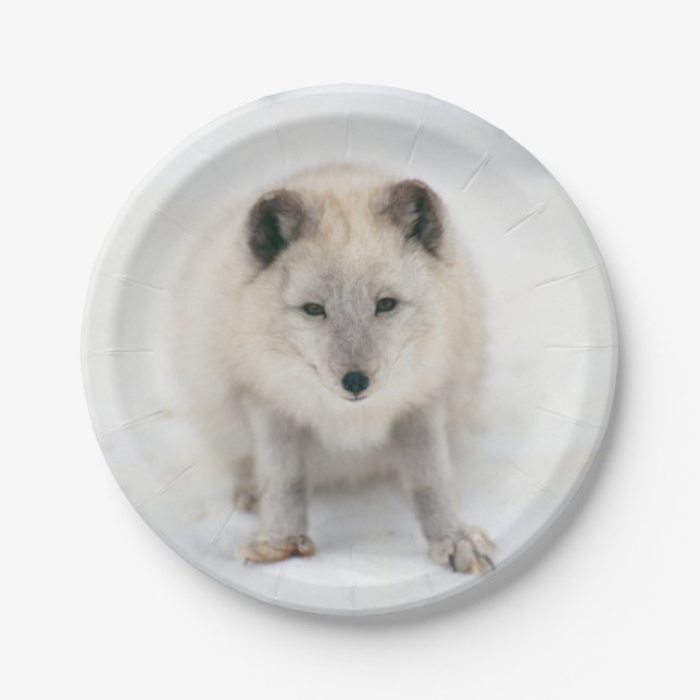 Artic Fox Pappteller (Vorderseite)