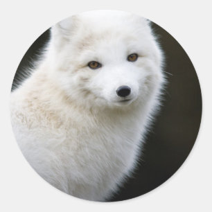 Artic Fox Runder Aufkleber