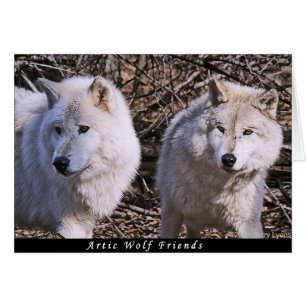 Artic Wolf-Freunde