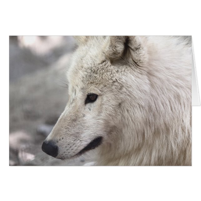 Artic Wolf Lovers (Vorderseite (Horizontal))