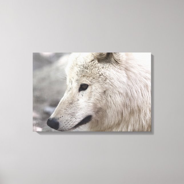Artic Wolf Lovers Leinwanddruck (Vorderseite)
