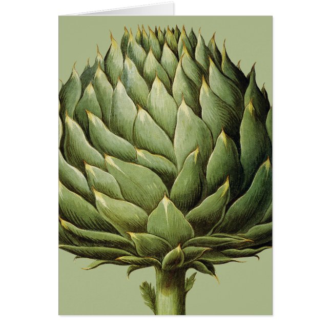 Artichoke, 1613 (Vorne)