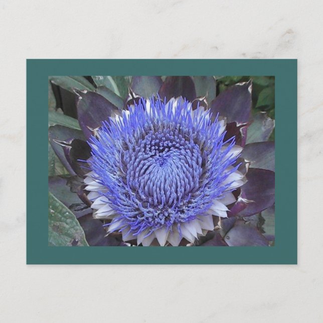 Artichoke Bloom Postcard Postkarte (Vorderseite)