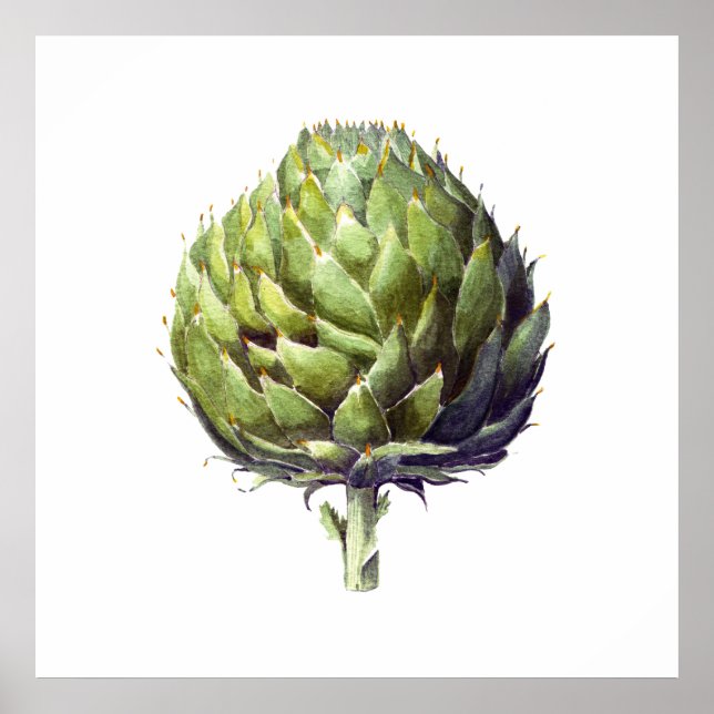 Artichoke botanische Aquarellkunst Poster (Vorne)
