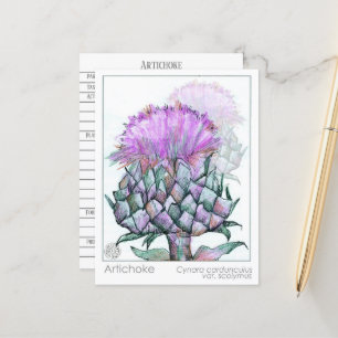 Artichoke Materia Medica Cards Kräuterstudie Pflan Postkarte