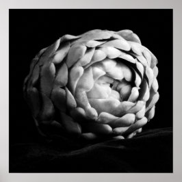 Artichoke Nahe Schwarz-Weiß-Fotografie Poster