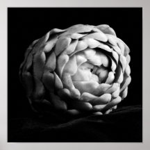 Artichoke Nahe Schwarz-Weiß-Fotografie
