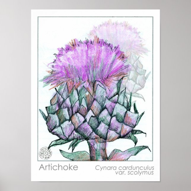 Artichoke Pflanze Purple Flowers Poster (Vorne)