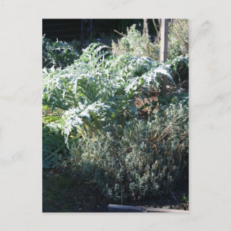 Artichoke und Lavender Postcard Postkarte