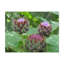Artichokes in Bloom Postcard