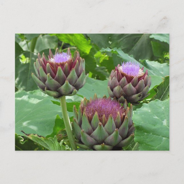 Artichokes in Bloom Postcard Postkarte (Vorderseite)