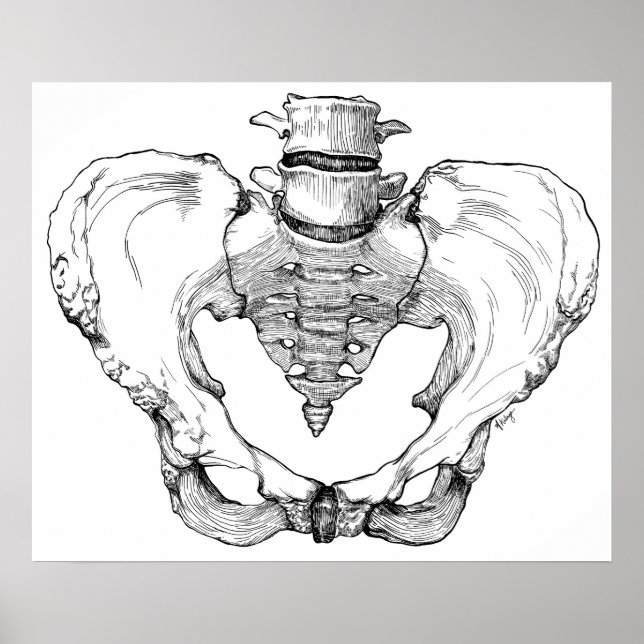 Articulated Pelvis Poster (Vorne)