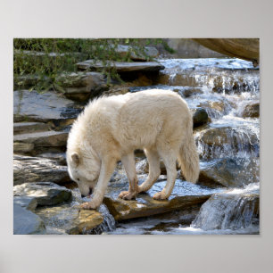 Artischer Wolf im Wasser Poster