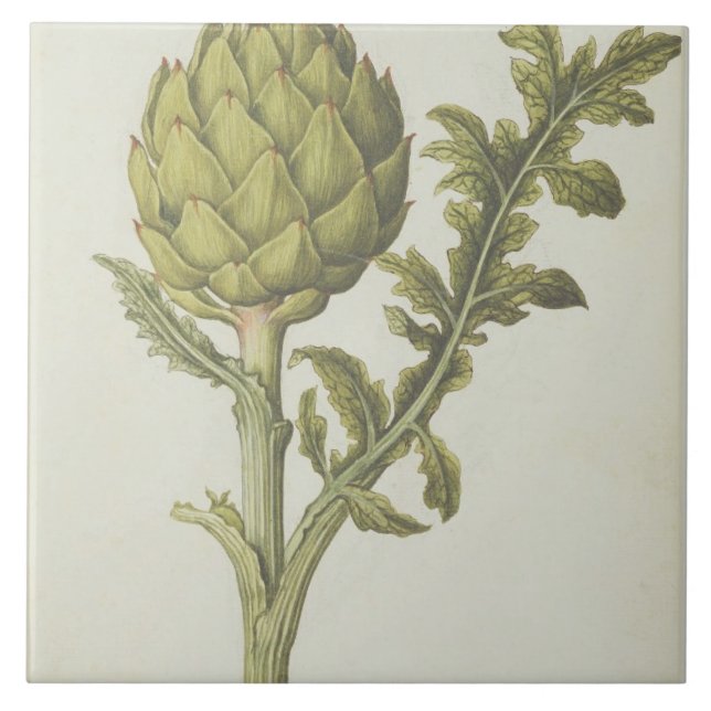 Artischocke: Cynara Scolymus, c.1568 Fliese (Vorderseite)