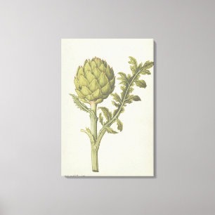 Artischocke: Cynara Scolymus, c.1568 Leinwanddruck