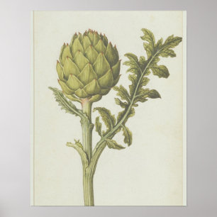 Artischocke: Cynara Scolymus, c.1568 Poster