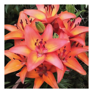 Artisitc Coral Colored Garden Lilies Fotodruck