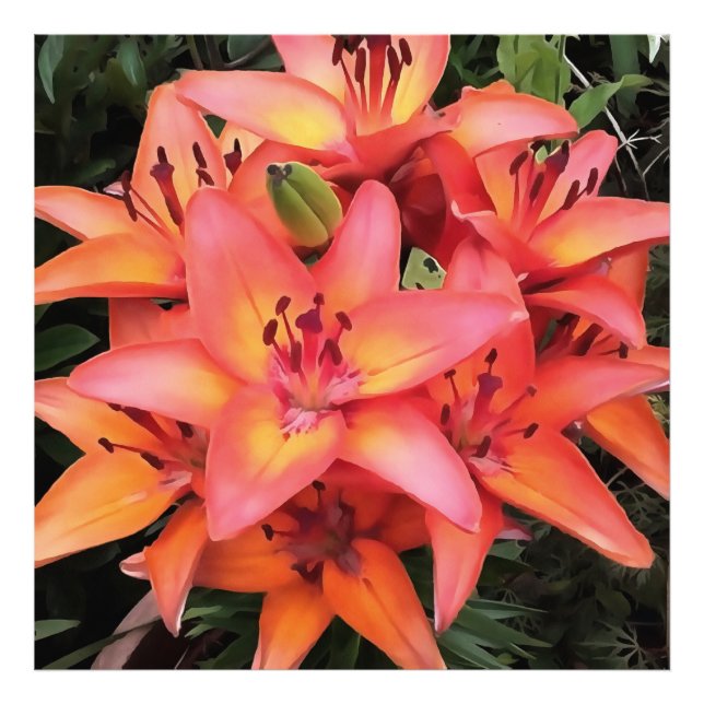 Artisitc Coral Colored Garden Lilies Fotodruck (Vorne)