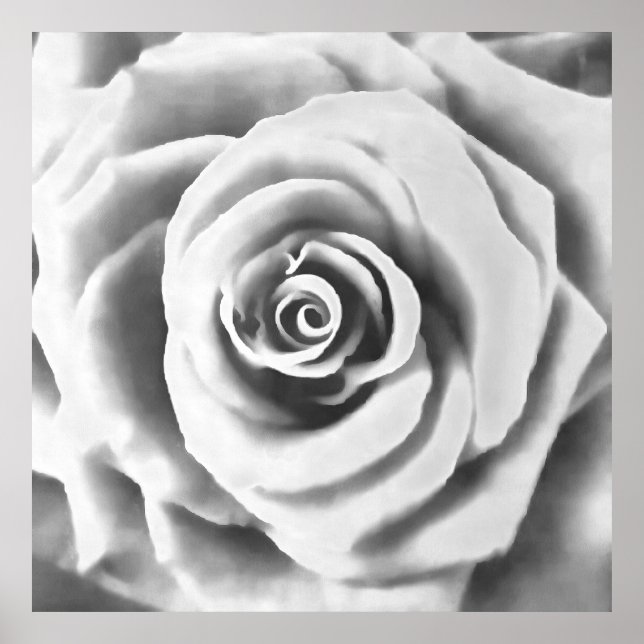 Artistic Big White Rose Poster (Vorne)