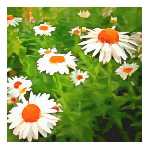 Artistic Bright Colorful White Garden Daisies v4b Fotodruck