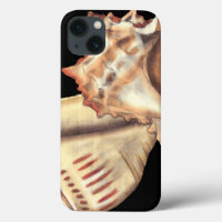 Artistic Conch Shells