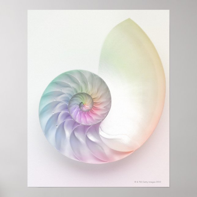 Artistisches Nautilus-Bild Poster (Vorne)
