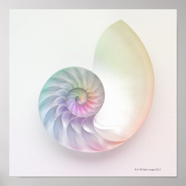Artistisches Nautilus-Bild Poster (Vorne)