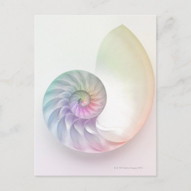 Artistisches Nautilus-Bild Postkarte (Vorderseite)