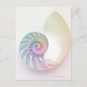 Artistisches Nautilus-Bild Postkarte