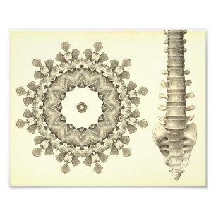 Artwork der Spine Lumbar Chiropraktik Fotodruck