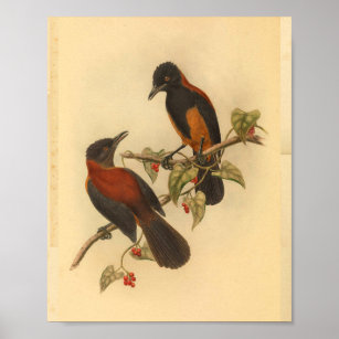 Aru Island Wood Shrike Red Black Bird Print Poster