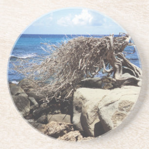 Aruba Divi Divi Baum am Ozean Getränkeuntersetzer
