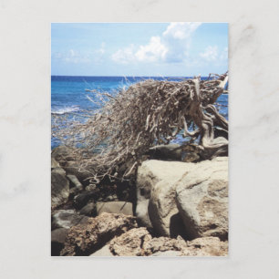 Aruba Divi Divi Baum am Ozean Postkarte