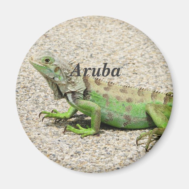 Aruba Green Iguana Magnet (Vorne)