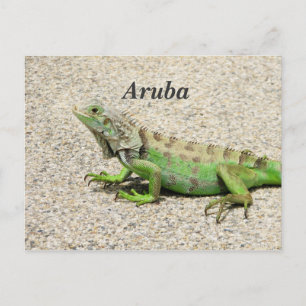 Aruba Green Iguana Postkarte