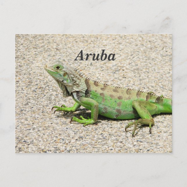 Aruba Green Iguana Postkarte (Vorderseite)
