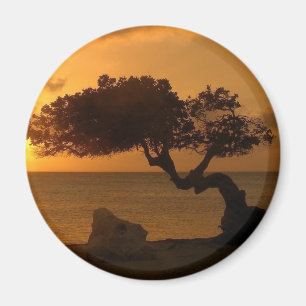 Aruba Sunset Divi Tree Magnet