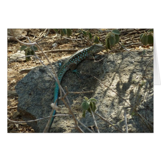 Aruban Whiptail Lizard Tropische Tierfotografie (Vorderseite (Horizontal))