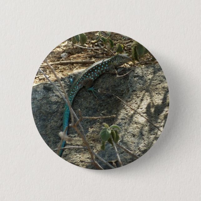 Aruban Whiptail Lizard Tropische Tierfotografie Button (Vorderseite)