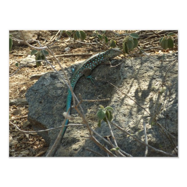 Aruban Whiptail Lizard Tropische Tierfotografie Fotodruck (Vorne)