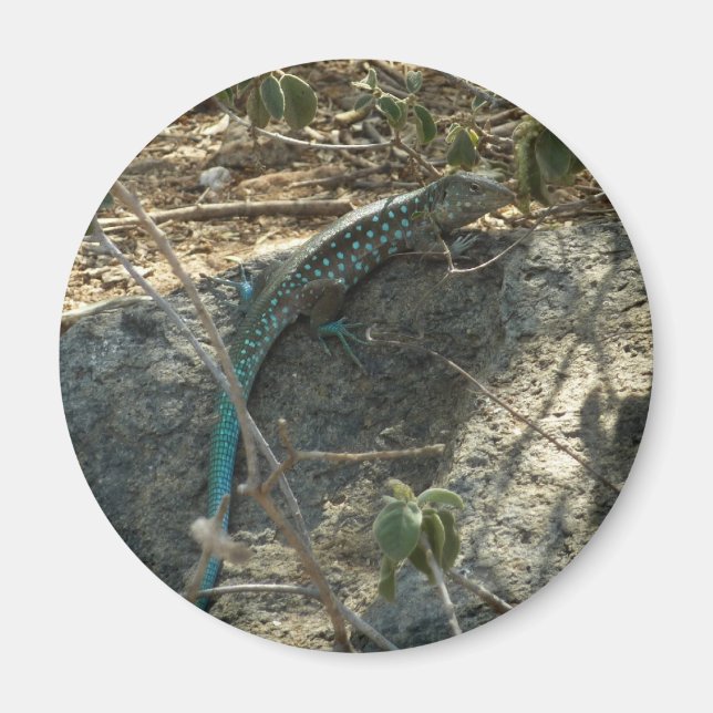 Aruban Whiptail Lizard Tropische Tierfotografie Magnet (Vorne)