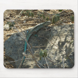Aruban Whiptail Lizard Tropische Tierfotografie Mousepad