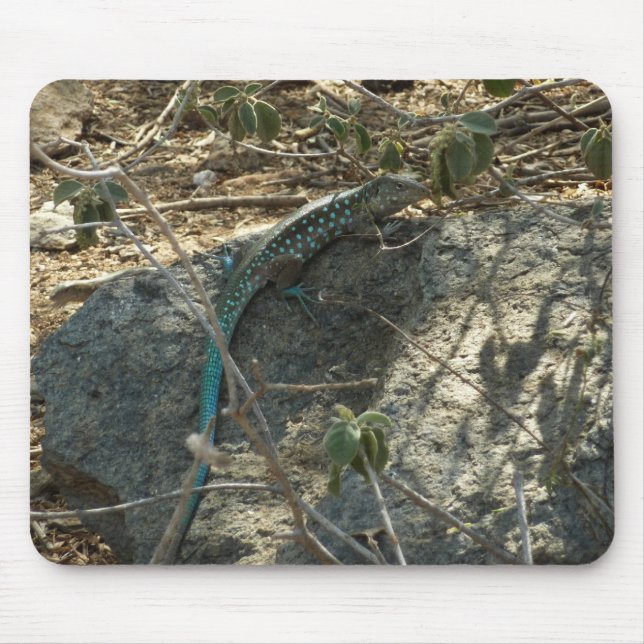 Aruban Whiptail Lizard Tropische Tierfotografie Mousepad (Vorne)