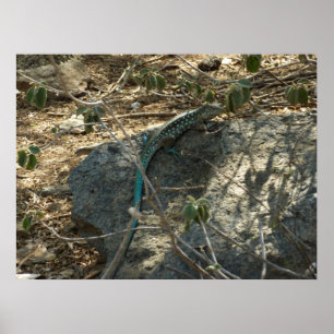 Aruban Whiptail Lizard Tropische Tierfotografie Poster