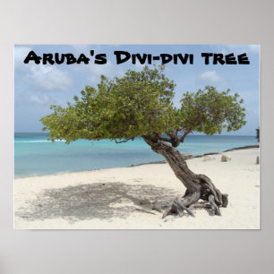Arubas Divi-divibaumplakat Poster